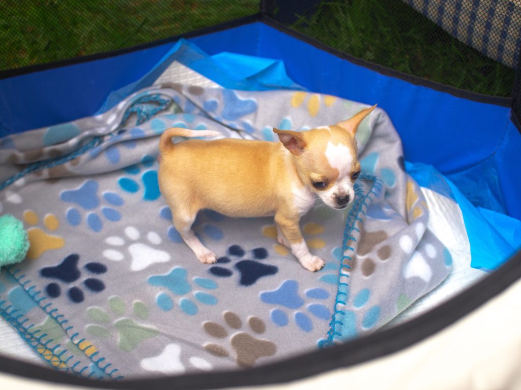 FidoFest