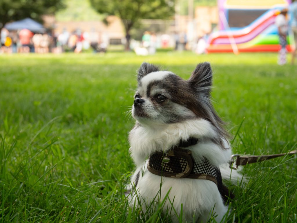 FidoFest