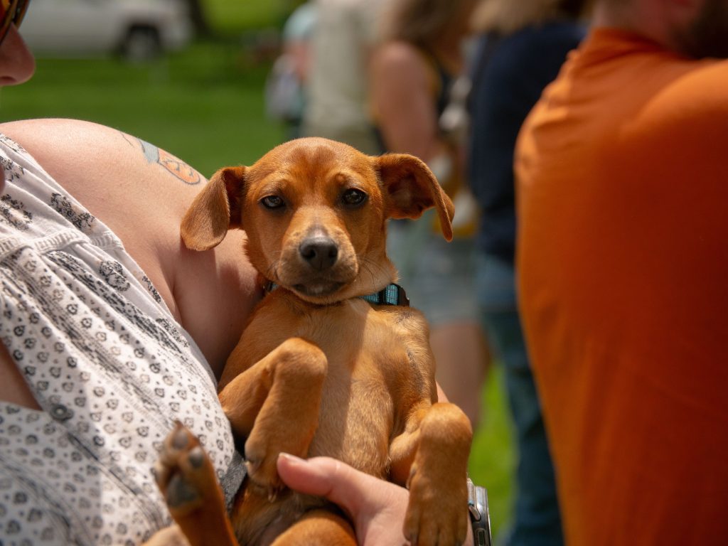 FidoFest